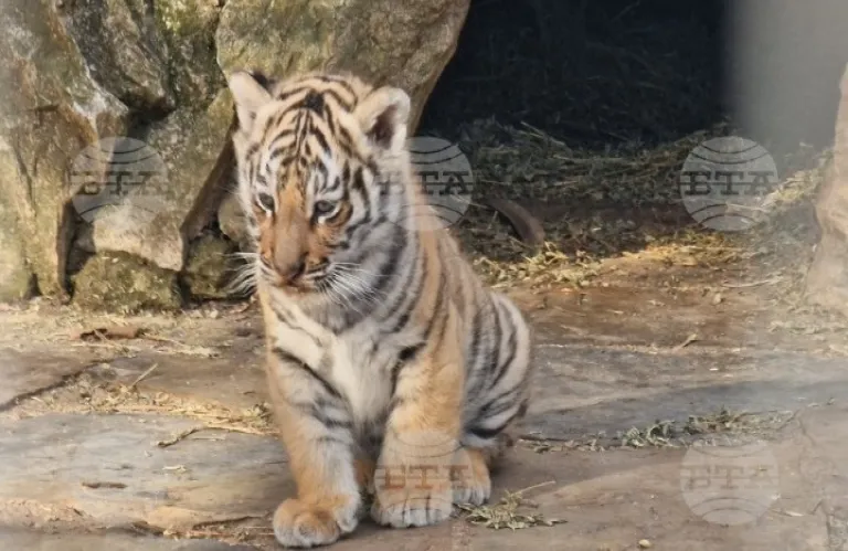 Βουλγαρία: Τα νεογέννητα ζώα στα ζωολογικά πάρκα της χώρας (φώτος)