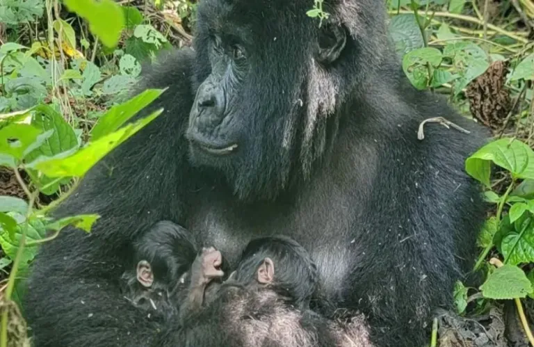 Δίδυμα ορεινών γοριλών γεννήθηκαν σε μία από τις πιο επικίνδυνες περιοχές του Κονγκό