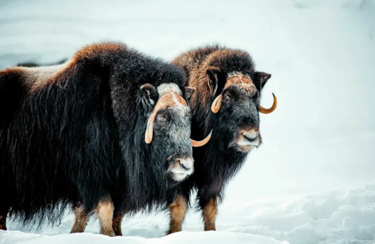 Rare video of wolf attack on musk oxen herd from National Geographic