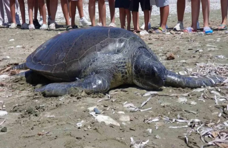 Ανακοίνωση του Κοινοτικού Συμβουλίου Χλώρακας σχετικά με περιστατικό κακοποίησης χελώνας