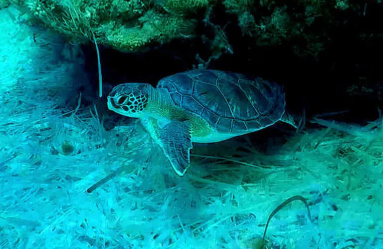 Παρέμβαση της Επιτρόπου Περιβάλλοντος και Ευημερίας Ζώων για την μεταχείριση θαλάσσιας χελώνας στη Χλώρακα