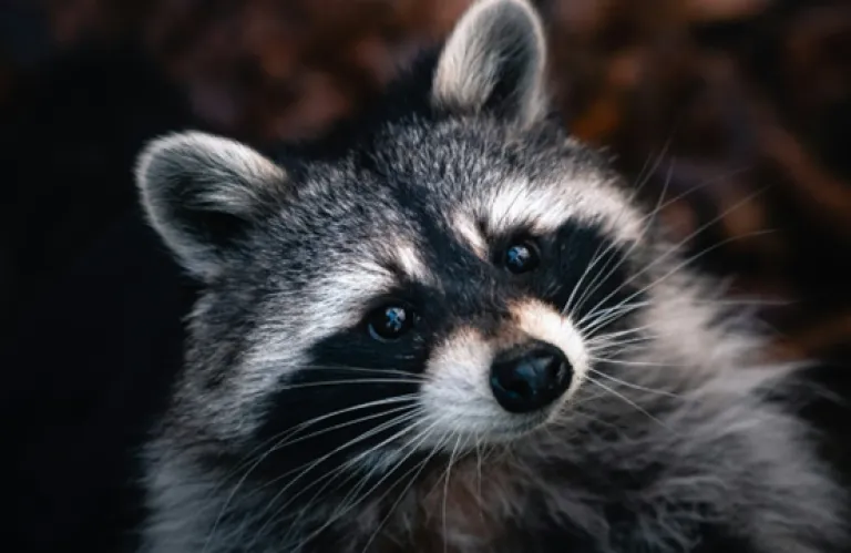What Raccoons Can Teach Us About Human Intelligence