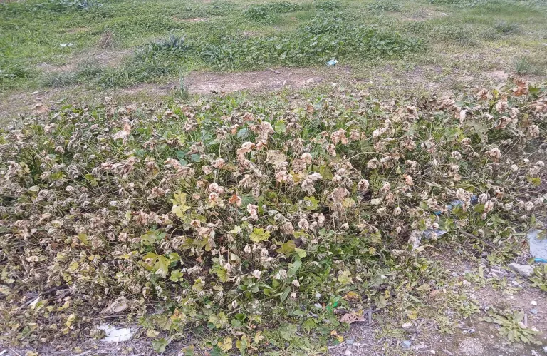 Καθαρισμοί ανοιχτών χώρων στην Πάφο με στόχο την πρόληψη πυρκαγιών και τον έλεγχο τρωκτικών