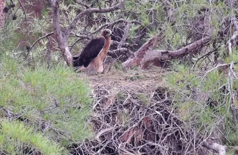 Πυρκαγιά Λεμεσού: Εποχή απαντήσεων για την επιστροφή των αετών