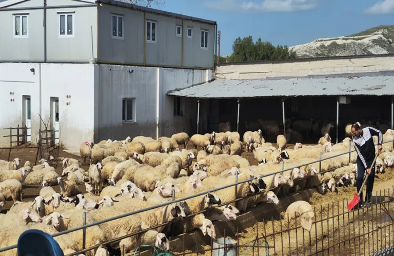 «Είμαστε μόνοι μας, έχουμε παιδιά»: Οργισμένοι οι κτηνοτρόφοι σε Λειβάδια και Ορόκλινη για τη διασπορά του αφθώδους πυρετού – Καταγγέλλουν αδράνεια των Αρχών (βίντεο)