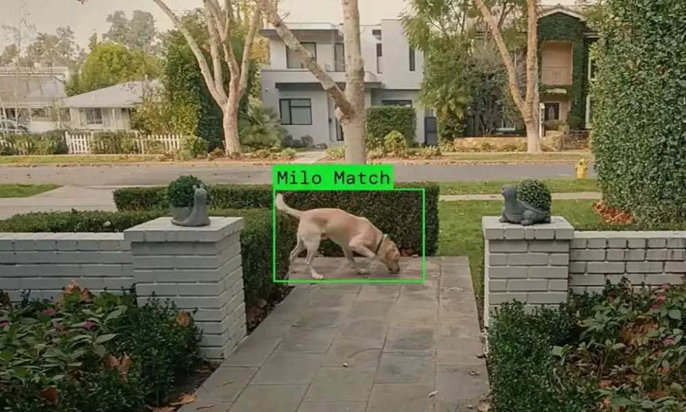 Το κουτάβι και η κάμερα