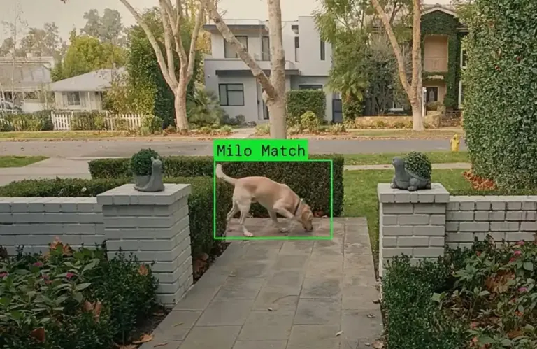 Το κουτάβι και η κάμερα