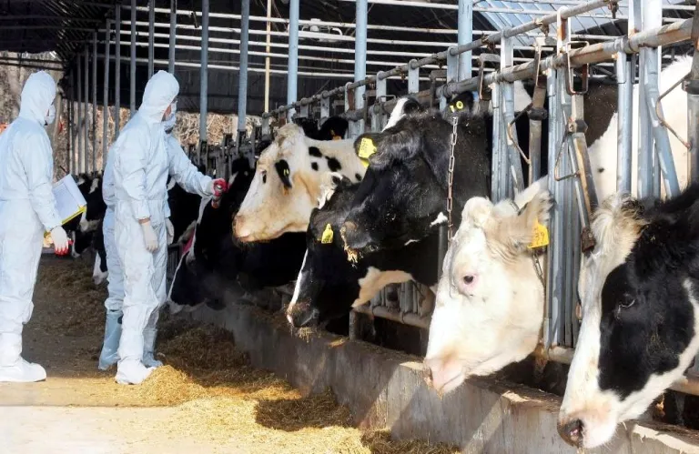 Αφθώδης πυρετός: Υψηλή η πιθανότητα να μεταφέρθηκε από κατεχόμενα ο ιός, λέει ο επικεφαλής της Τ/κ ένωσης κτηνιάτρων