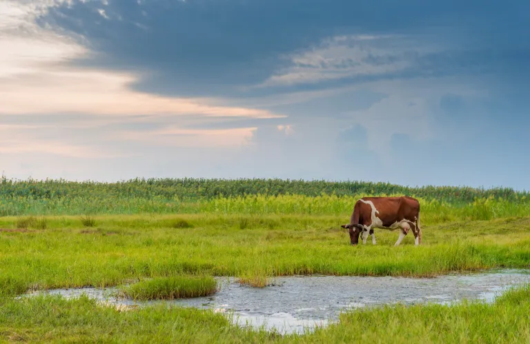 BirdLife Cyprus: Πιθανοί περιορισμοί σε περιοχές πτηνοπαρατήρησης λόγω αφθώδους πυρετού