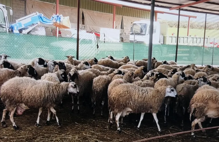 Παρέμβαση Ν. Κλεάνθους για τους ΣΕΑ μετά την μετάδοση του  αφθώδους πυρετού και τα κενά ασφαλείας