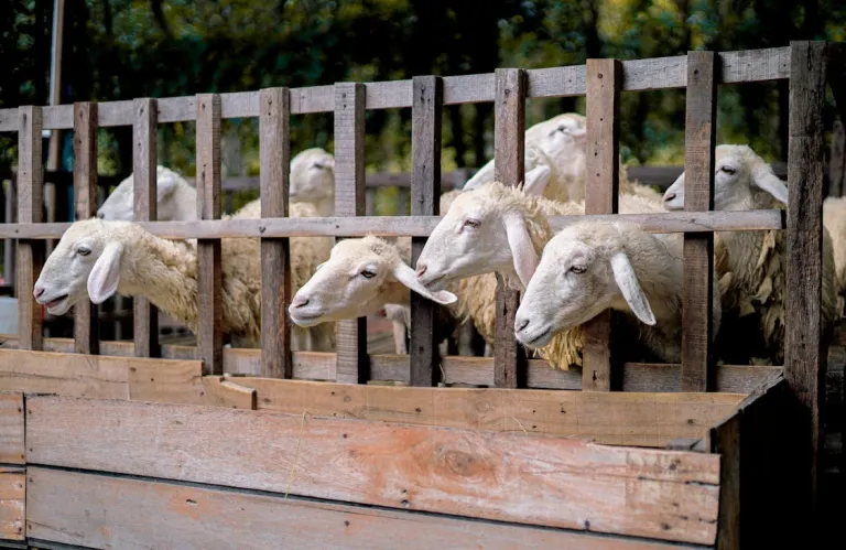 Κάτι δεν μας είπαν για τον αφθώδη