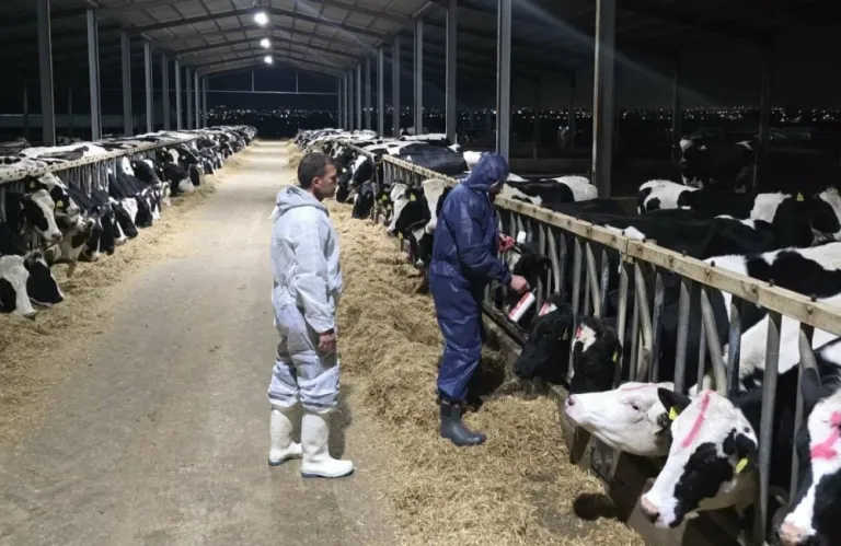 Στρατολογούν τους ιδιώτες κτηνιάτρους - Οι ξένοι ειδικοί ξεκαθάρισαν ότι δεν θα θανατωθούν τα ζώα που θα εμβολιαστούν