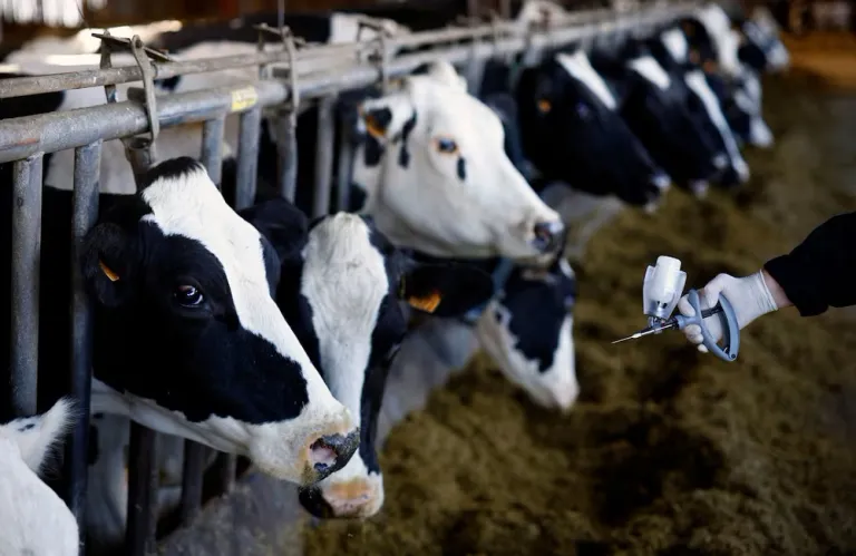 Over 50,000 Foot-and-Mouth Disease Vaccines Arrive in Cyprus from Commission