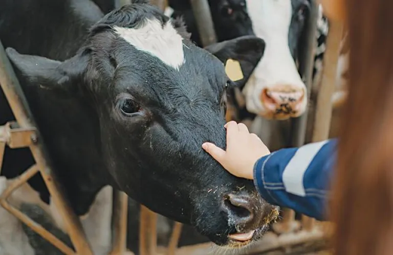 Αφθώδης πυρετός, μια ενδεχόμενη οικονομική απειλή για την ύπαιθρο