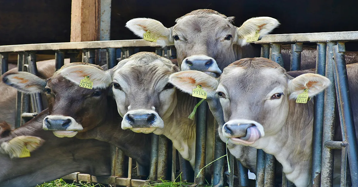 Foot-And-Mouth Disease Case Confirmed at Cattle Unit in Dromolaxia