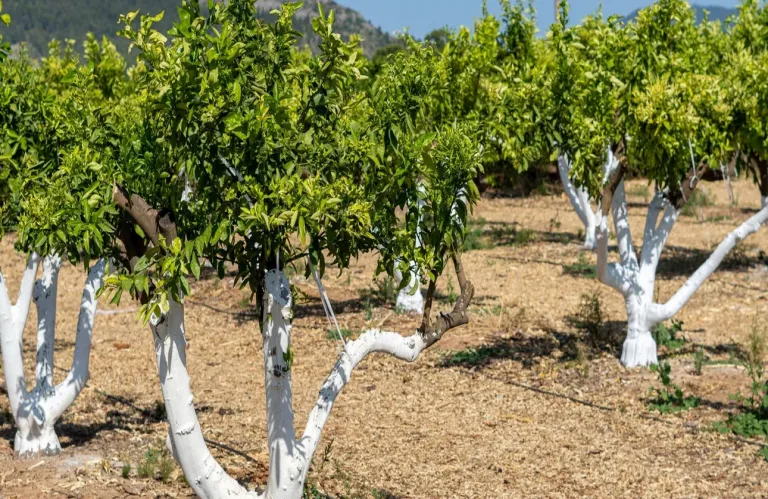 Why Tree Trunks are Painted White in Spring