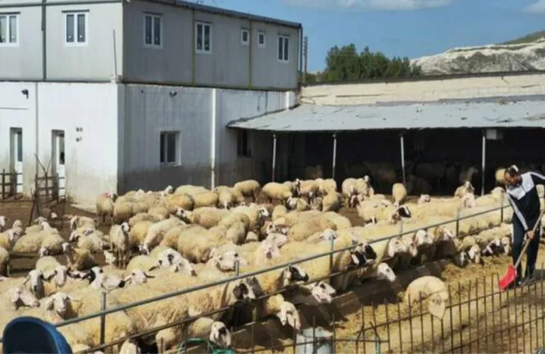 «Θερίζει» στη Λάρνακα ο αφθώδης πυρετός