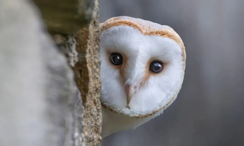 Η βρετανική άγρια ζωή στα νέα χαρτονομίσματα της Τράπεζας της Αγγλίας