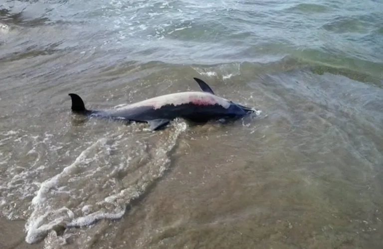Dead Dolphin Found on Faro Beach, Investigation Underway