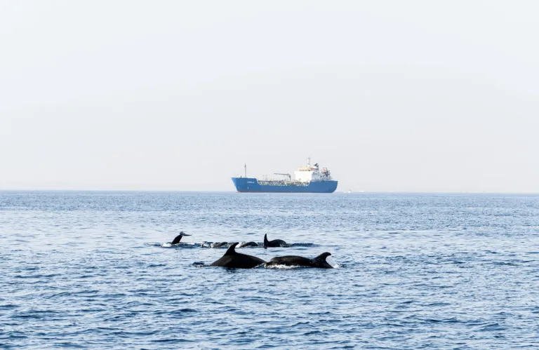 Fisheries Department: Dead Dolphin Stranded in Paphos, DNA Samples Sent Abroad for Testing