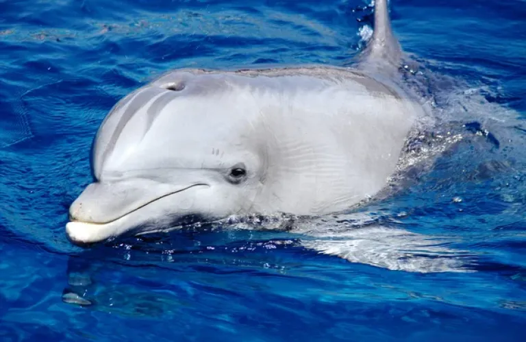 Rare Dolphin Species Found Stranded in Paphos