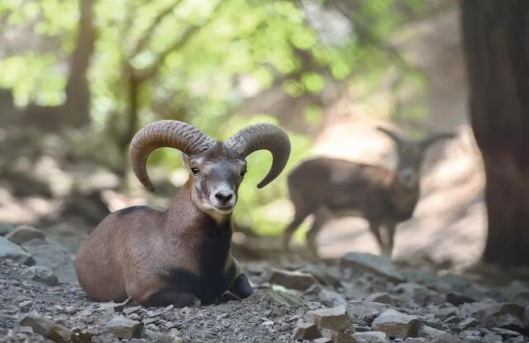 Nightmare of 2001 Awakens for Mouflon