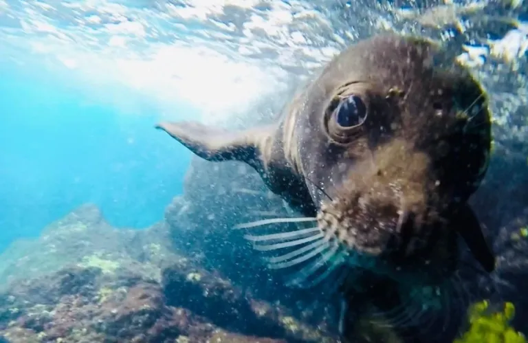 Νεκρή φώκια εντοπίστηκε σε θαλάσσια περιοχή της Πάφου