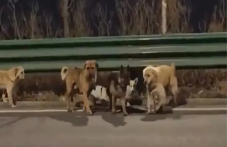 Viral Video: 7 Dogs Escape Kidnappers, Walk 17km to Return Home