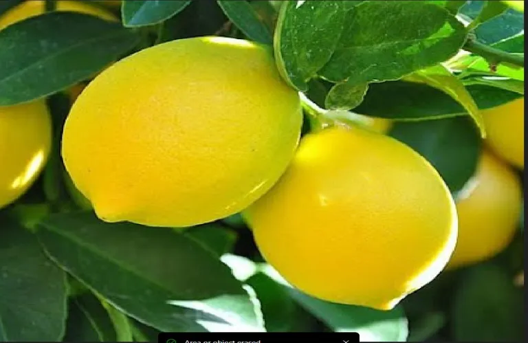 Μακριά από τις λεμονιές