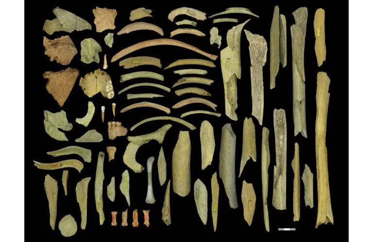 Γενετική ομοιομορφία των ύστερων Νεάντερταλ συνδέεται με την εξαφάνισή τους, δείχνει μελέτη Ελληνίδας ερευνήτριας