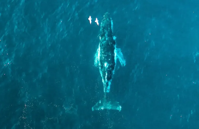 Φάλαινα Τίμι: Παραιτείται από τη μάχη για ζωή - Σταματούν οι προσπάθειες διάσωσής της (βίντεο)