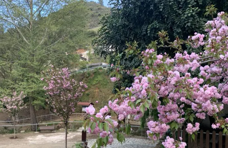 Η μαγεία των Sakura επιστρέφει στον Κάμπο - Το πιο ξεχωριστό ανοιξιάτικο φεστιβάλ της Κύπρου για 3η χρονιά
