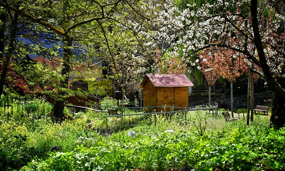 Η μαγεία των Sakura επιστρέφει στον Κάμπο - Το πιο ξεχωριστό ανοιξιάτικο φεστιβάλ της Κύπρου για 3η χρονιά