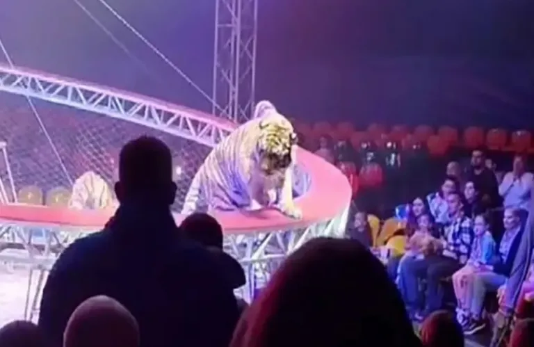 BINTEO: Τρόμος σε τσίρκο στη Ρωσία - Τίγρης βγήκε από το προστατευτικό δίχτυ και πήγε... βόλτα στις κερκίδες!
