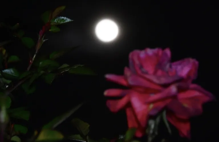 Πανσέληνος Μαΐου: Πότε θα εμφανιστεί το φεγγάρι των λουλουδιών στον ουρανό