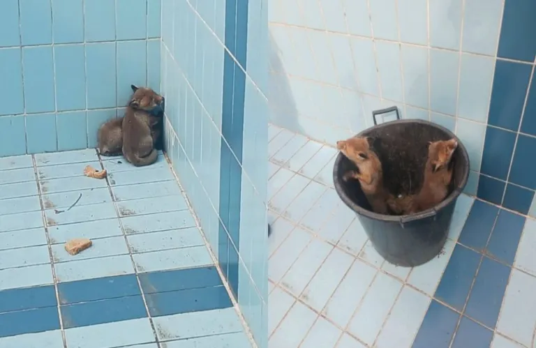 Αλεπουδάκια παγιδεύτηκαν σε άδεια πισίνα - Η επιχείρηση απεγκλωβισμού τους (βίντεο)