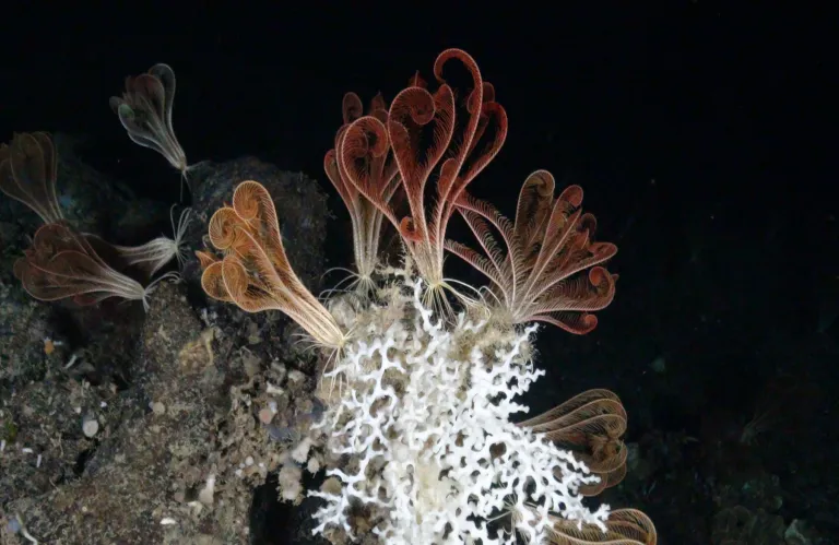 Πώς ο Επίτροπος Κάδης μπορεί να καταγράψει μια επιτυχία για τη Μεσόγειο με την αλλαγή του ορίου του αλιευτικού βάθους