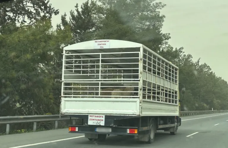 Αφθώδης πυρετός: Πρόστιμα για παράνομες μετακινήσεις ζώων