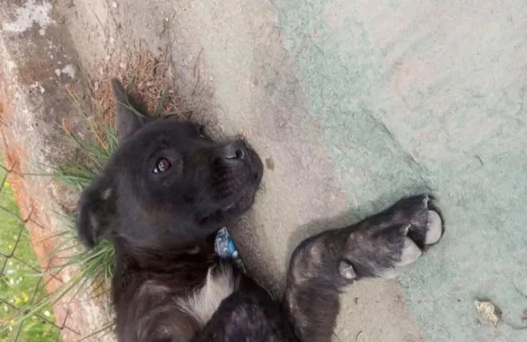 Το βλέμμα του σκύλου είναι πιο ανθρώπινο….