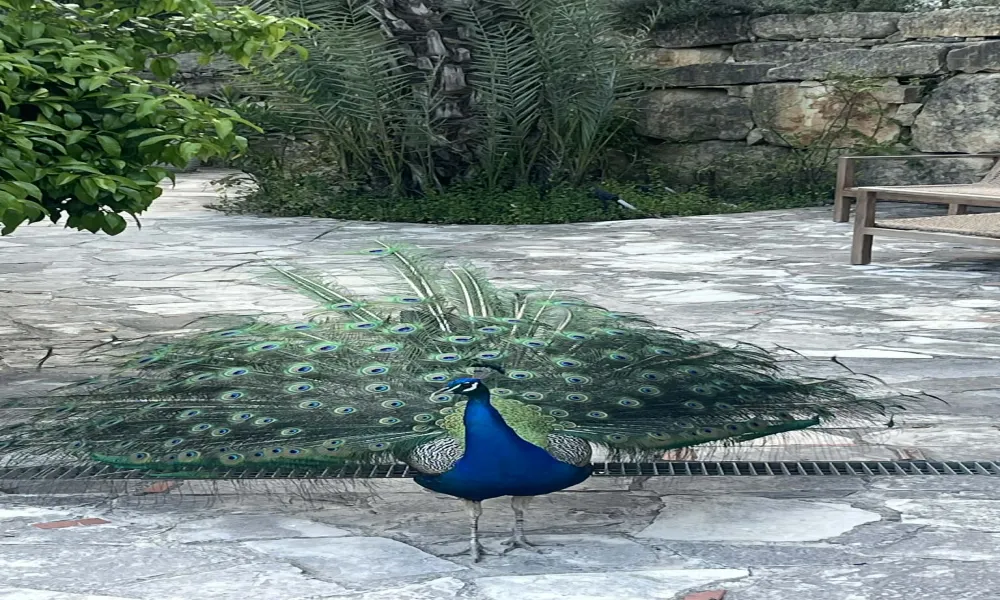 Header Image
