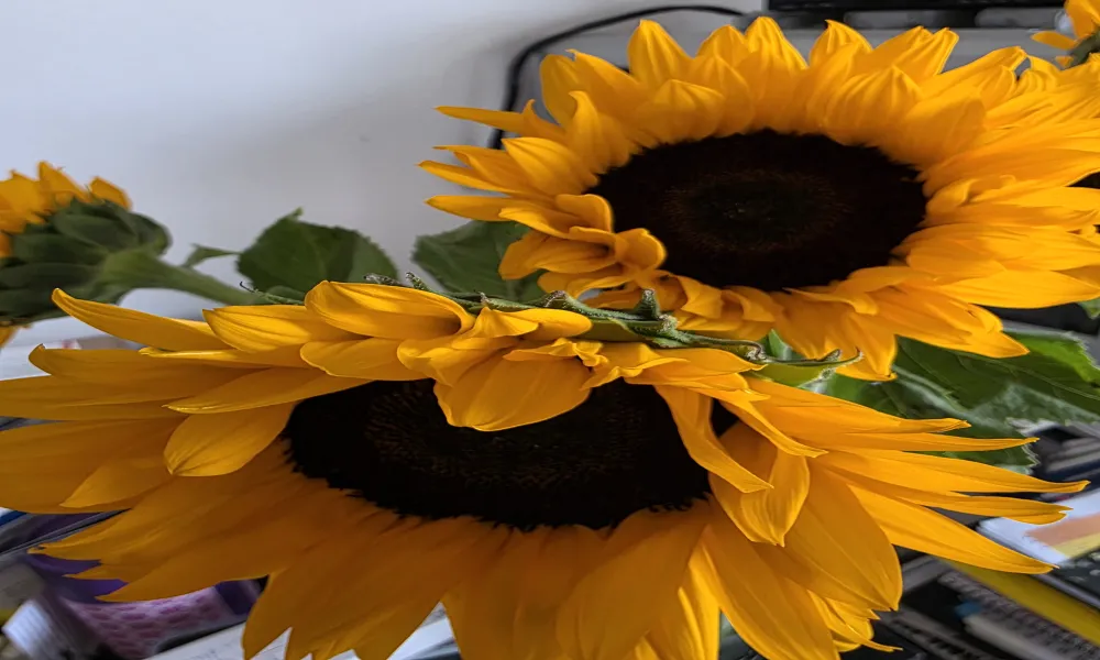 Header Image