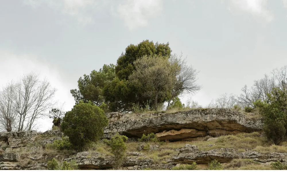 Header Image