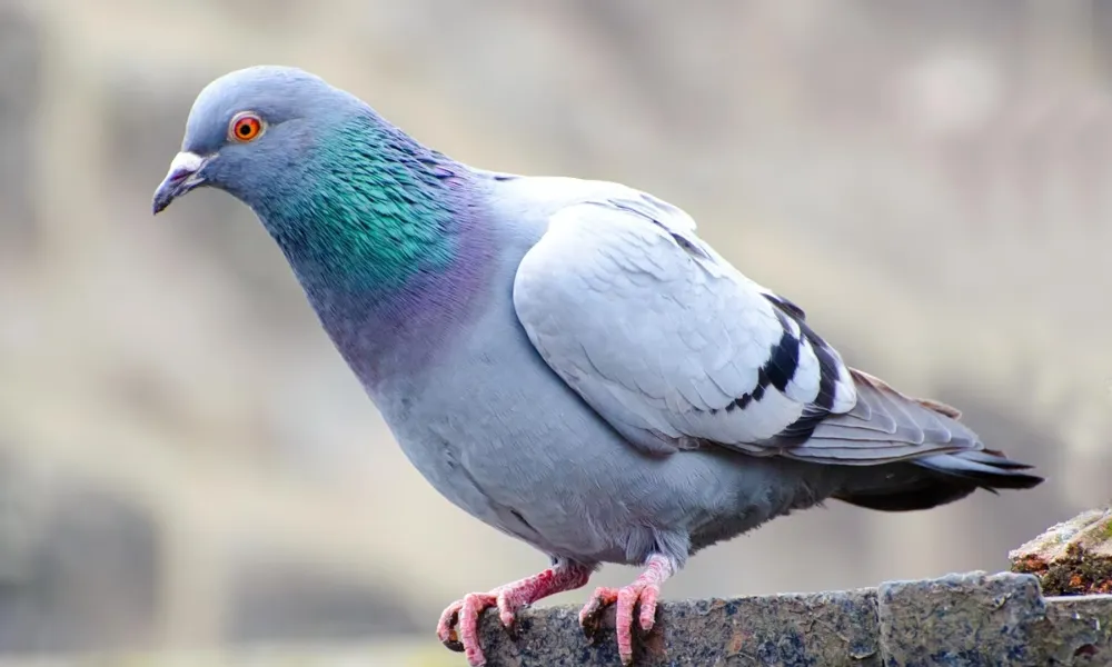 Header Image