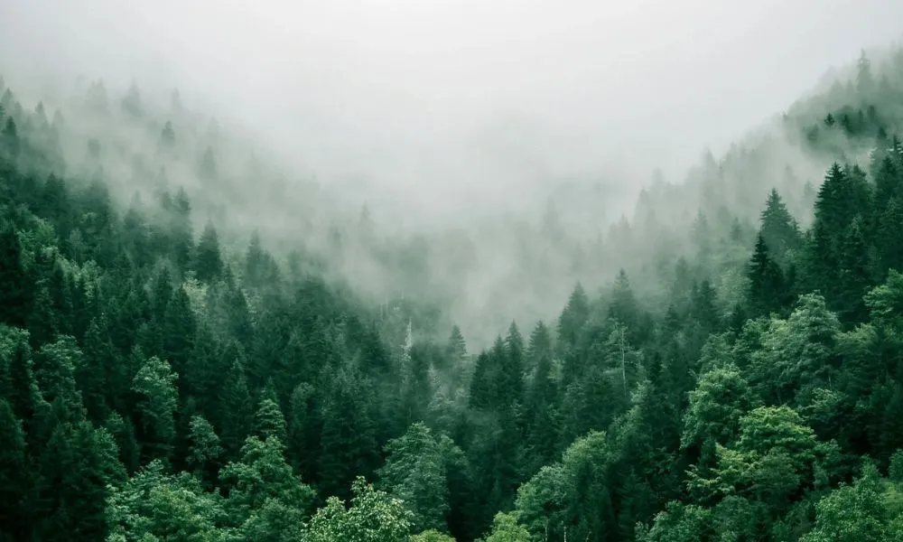 Header Image