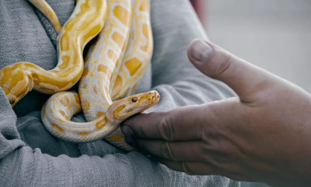 Header Image