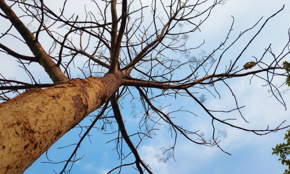 Header Image