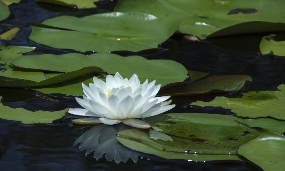 Header Image