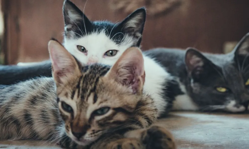 Header Image
