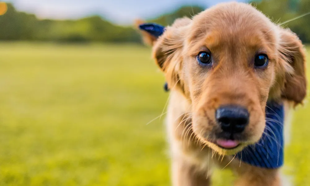 Header Image