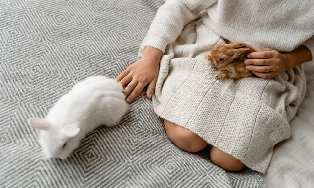 Header Image